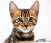 rosetted Bengal